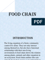 Food Chain PPT Final Report New