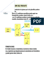 Metabolismo Del Piruvato