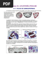 aNATOMÍA FOLIAR