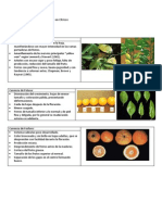 Deficiencias de Nutrientes en Cítricos