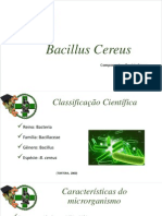 Bacillus Cereus