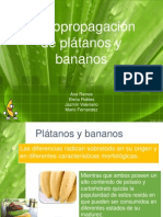 Micropropagacion de Platanos y Bananos