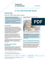 Introduction To Commercial Duck Farming