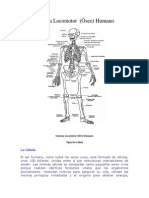 Sistema Locomotor