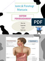 Anatomifisiologimanusia Pencernaan 120923110823 Phpapp02