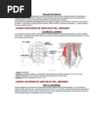 Musculos Del Abdomen