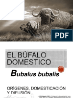 Bubalus Bubalis