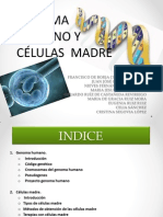 Genoma y Células Madre