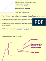 Transport of Water in Plants