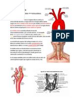 Arteria Cabeza y Cuello