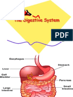 Lesson 2 - The Digestive System