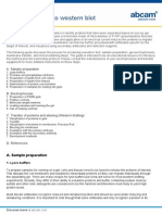 Definitive Guide To Western Blot