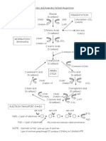 Cellular Respiration Activity