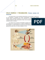 Ciclo Ovarico y Fecundacion