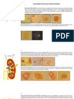 Celularidad Epitelial Del Sistema Urinario