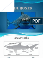 Tiburones