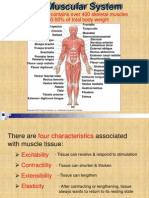 The Muscular System