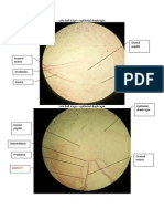 Microscope Slides - Decalcified Sections Tooth Development