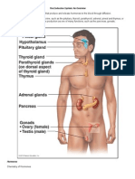 The Endocrine System: An Overview