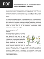 Estructura de La Flor y Forma de Polinizacion Del Trigo y Otros