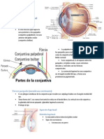 Estructura Del Globo Ocular