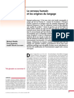 Le Cerveau Humain Et Les Origines Du Langage