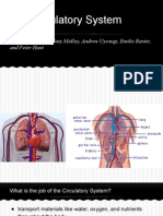 Circulatory System