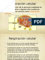 Fases de La Respiracion Celular