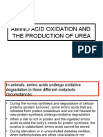 Amino Acid Oxidation and