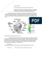 I Olfactory Nerve Anterior Olfactory Nucleus Transmits The Sense of Smell