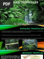 Exposicion Bosques Tropicales Del Mundo