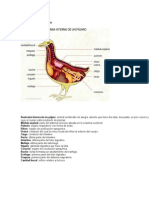 Anatomia Interna de Un Pájaro