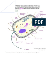 Prokaryotic Cells Are Also Called