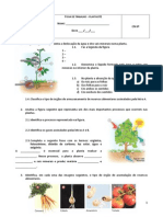 Ficha de Trabalho - Plantas