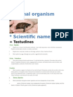 Animal Organism: Testudines