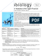 Rhizobium Root Nodules & Nitrogen Fixation