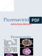 24 Picornaviridae