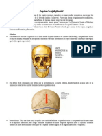 Anatomia Región Occiptofrontal