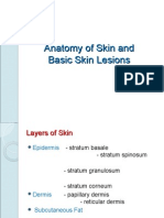 Anatomy of Skin