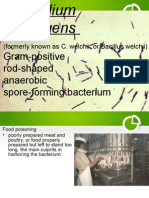 Gram-Positive Rod-Shaped Anaerobic Spore-Forming Bacterium: (Formerly Known As C. Welchii, or Bacillus Welchii)