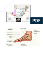 El Pie ANATOMIA