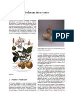 Solanum Tuberosum