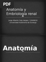 Anatomía y Embriología Renal