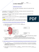 Urinary System 