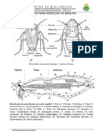 Und 2 - Roteiro para Dissecção de Baratas