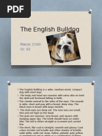 Bulldogs