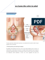 Esto Es Lo Que El Pene Dice Sobre Tu Salud