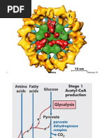 Pyruvate Dehydrogenase Lecture