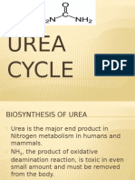 Urea Cycle