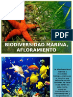 Biodiversidad Marina, Afloramiento